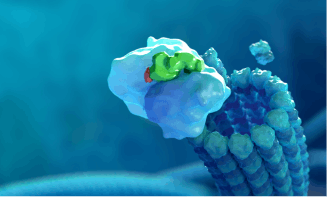 Image of BLENREP mechanism of action: Cytotoxic payload delivery