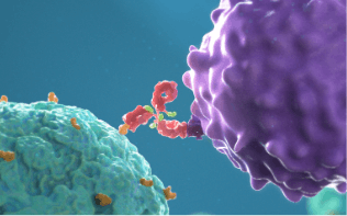 Image of BLENREP mechanism of action: Enhanced immune-mediated actions