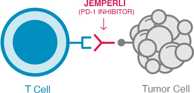 Activated T cell with JEMPERLI 