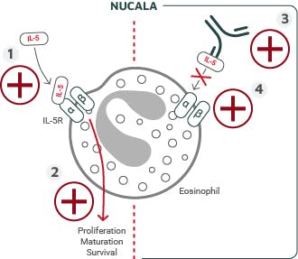NUCALA MOA detailed diagram 
