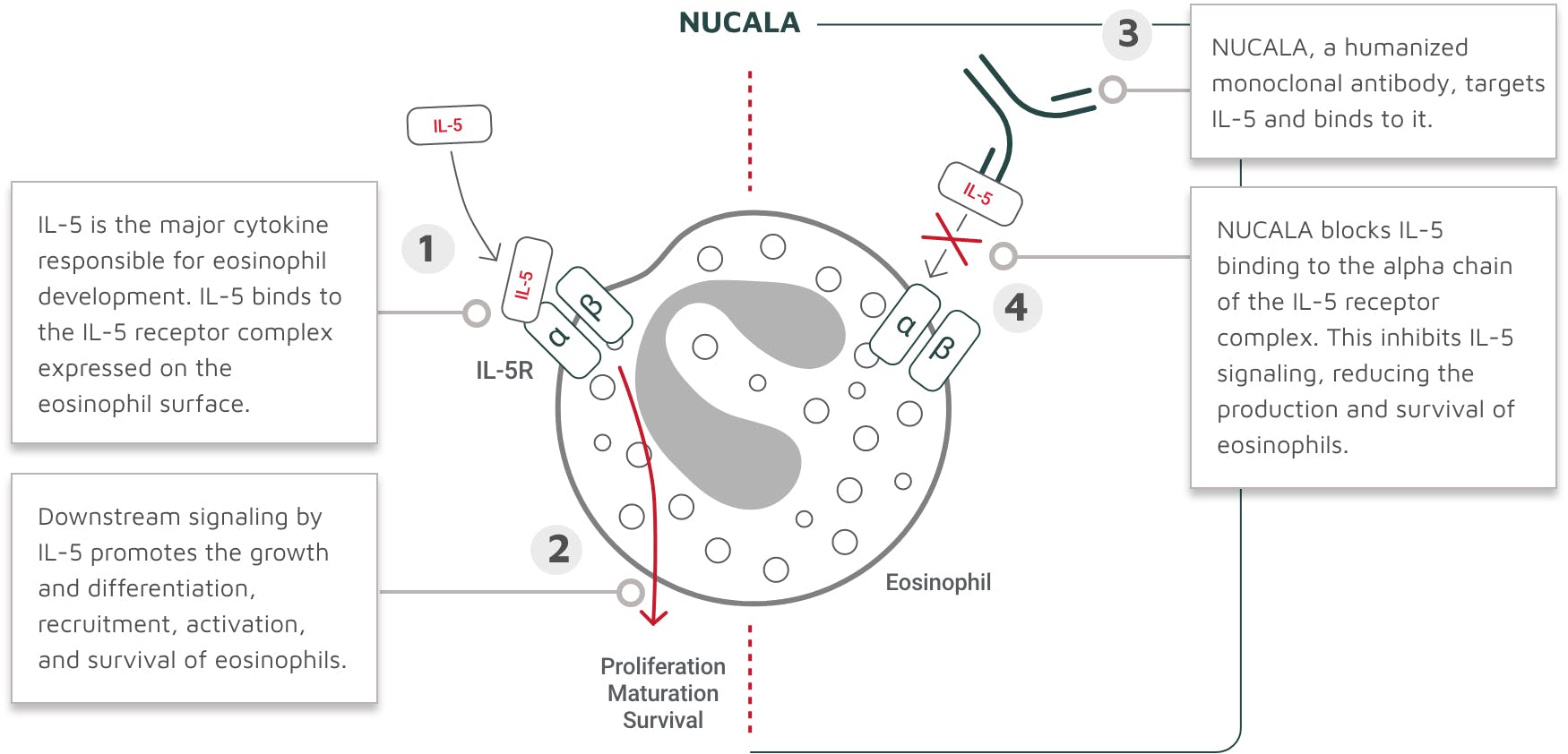 NUCALA mechanism of action diagram
