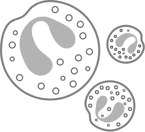 Eosinophils cell diagram