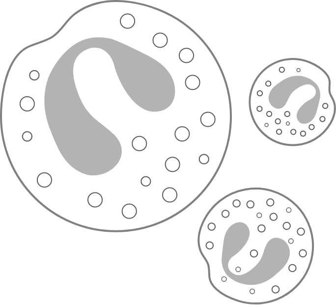 eosinophils drawing