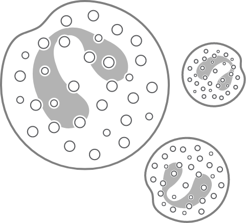 eosinophils-diagram Eosinophils diagram