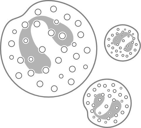 Eosinophils cells diagram