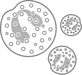 Eosinophils cells diagram