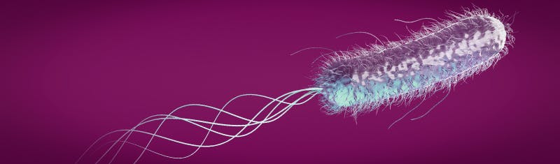 Bacteria image