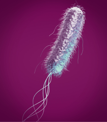 Bacteria image