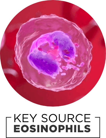 Key source: eosinophils