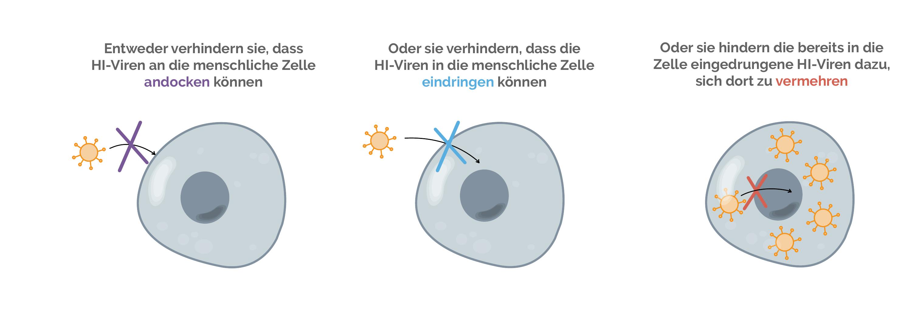 Wirkungsweise von HIV Medikamenten