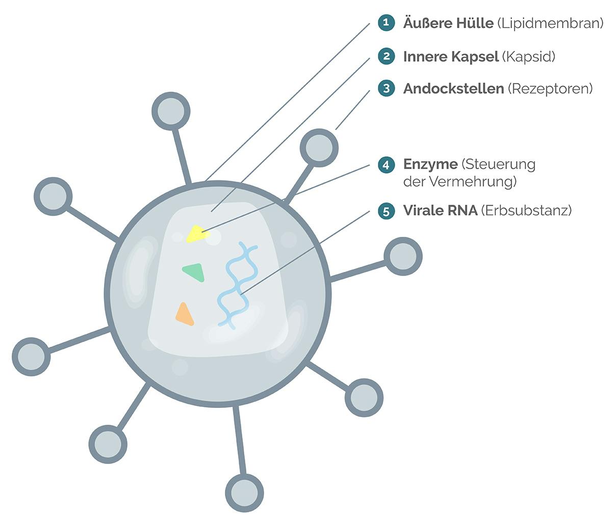  Aufbau von HIV schematisch dargestellt 