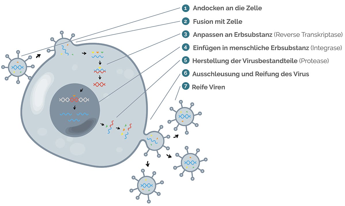 Vermehrung von HIV schematisch dargestellt