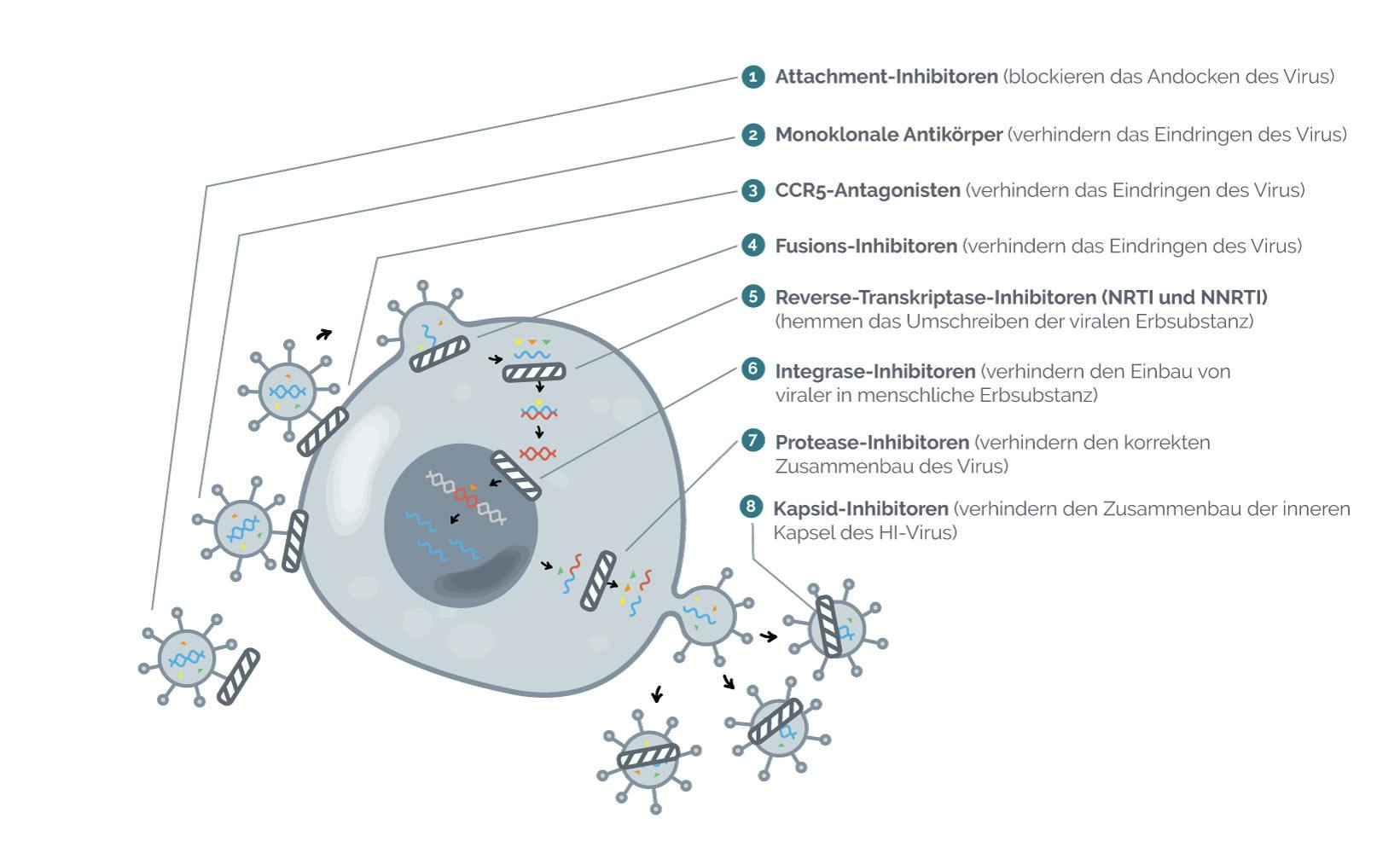 Wirkstoffklassen der HIV Medikamente und wo deren Angriffspunkte sind