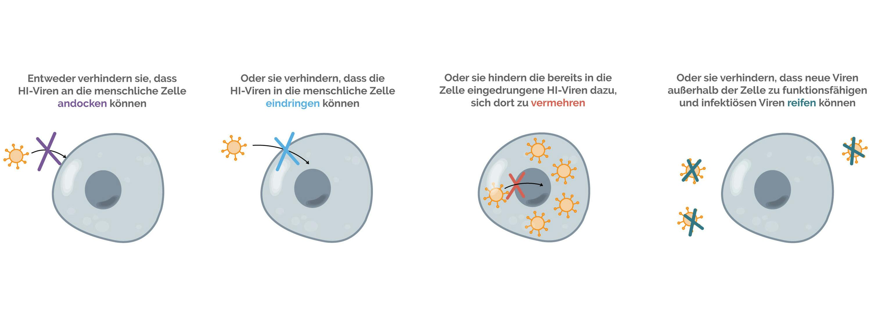 Wirkungsweise von HIV Medikamenten